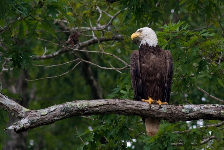Белоголовый Орлан тайги