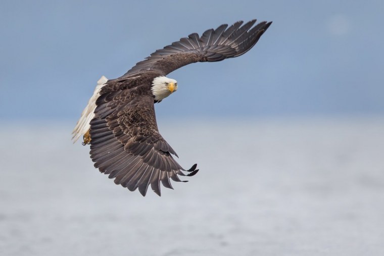 Американский белоголовый Орел