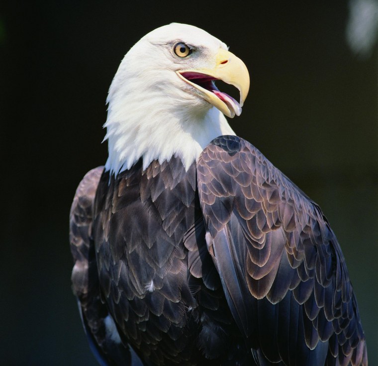 Лысоголовый Орлан