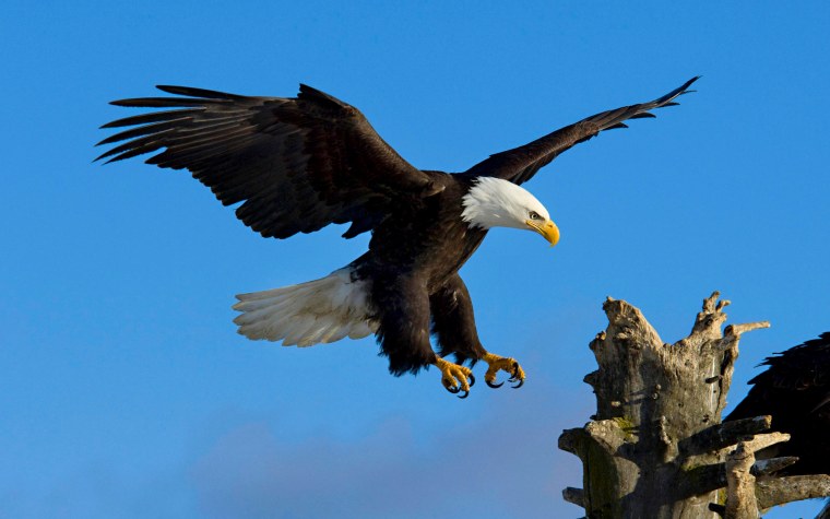 Белоголовый Орлан питание