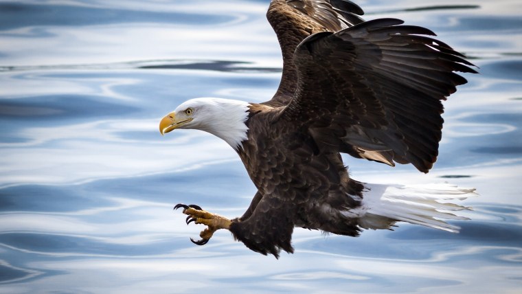 Орлан-белохвост белоголовый