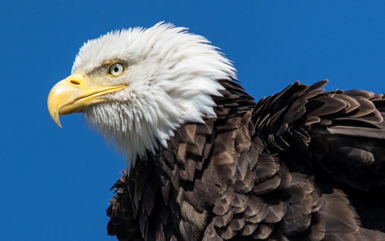 Орлан-белохвост белоголовый