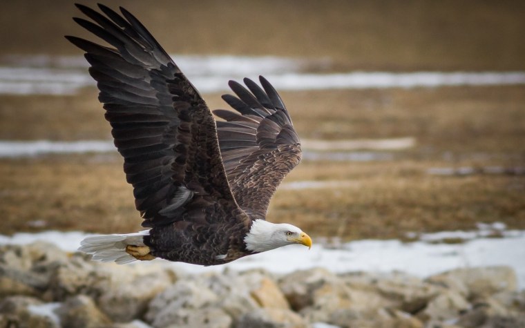 Ястреб Орлан белоголовое