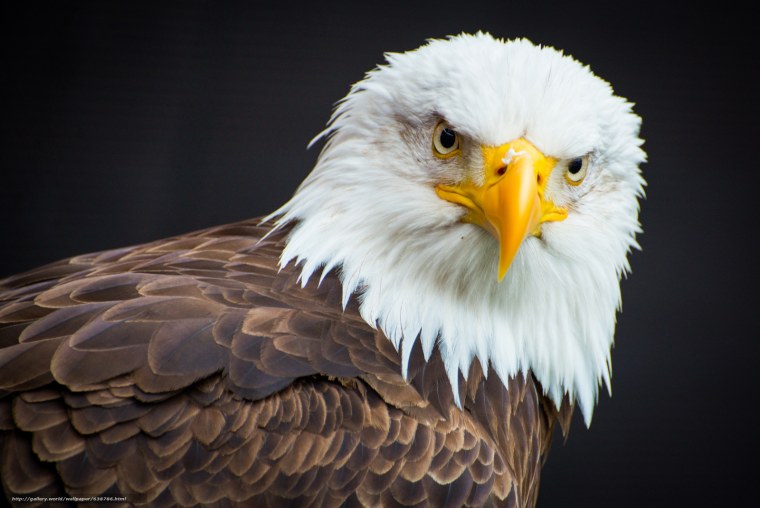 Лысоголовый Орлан