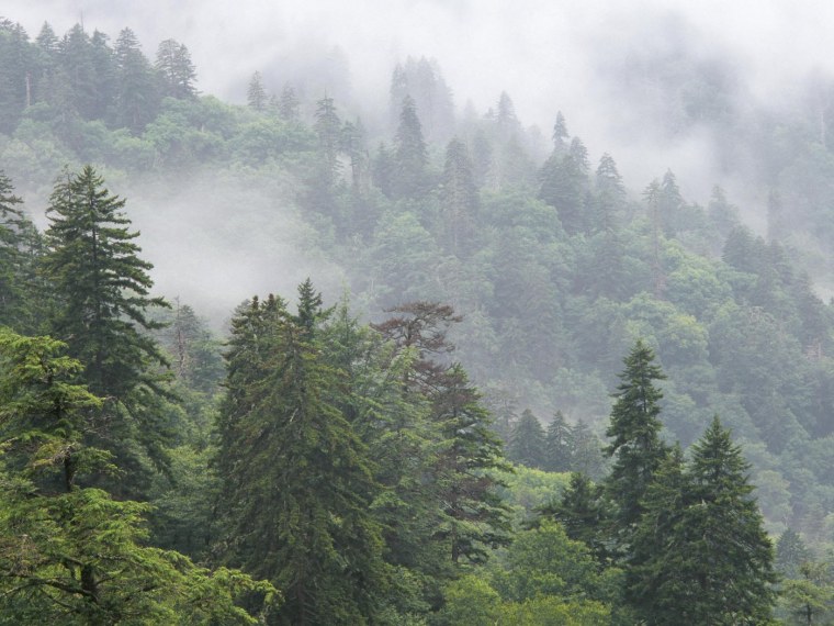 Горный лес в тумане