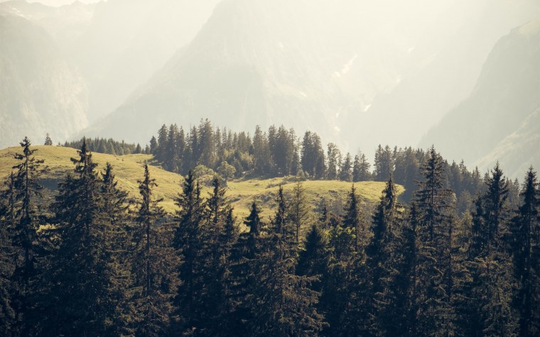 Эстетика гор и леса