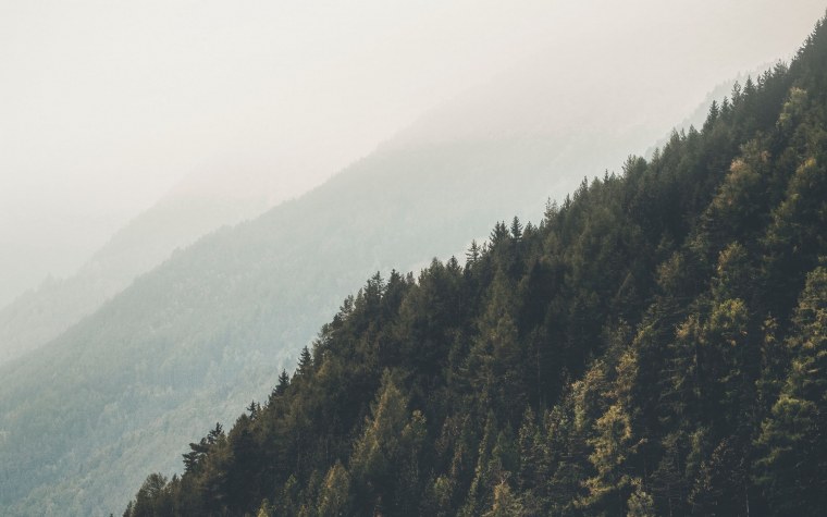 Лес горы туман