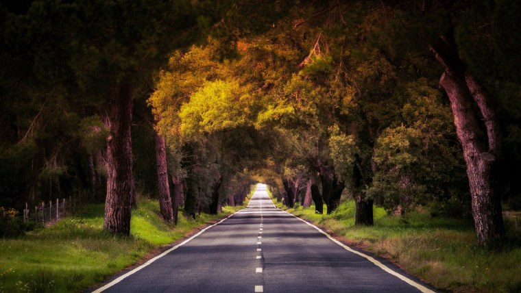 Длинная дорога в лесу