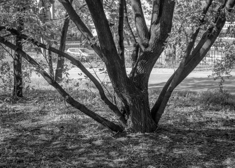 Фон для презентации о природе ч.б