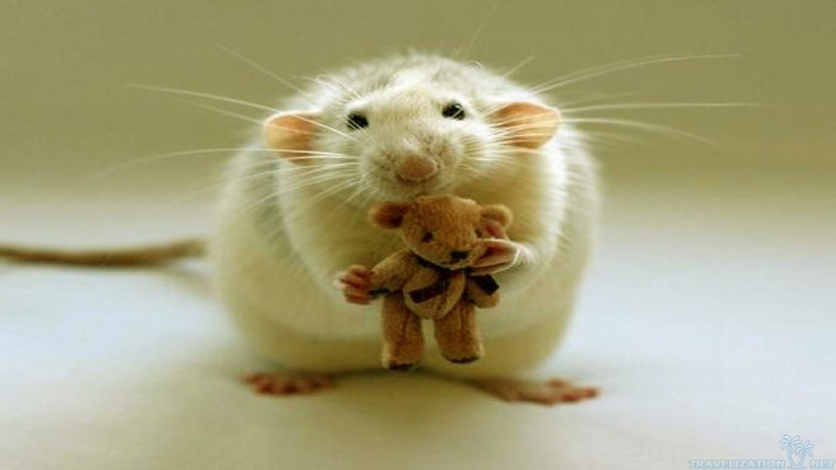 Минимализм животные