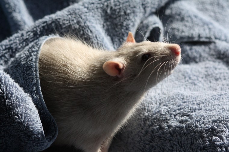 Милые мышата