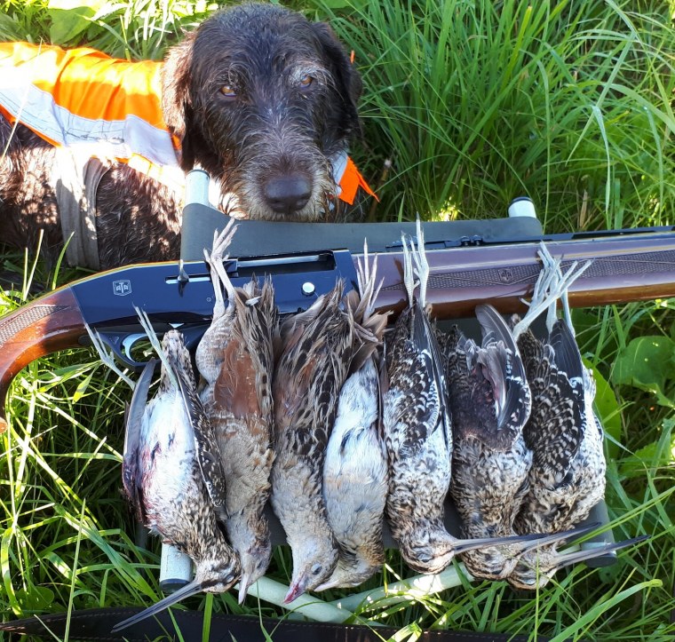 Птица и охотник