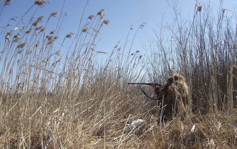 Карикатуры на зверей