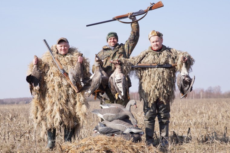 Шотландский сеттер и лабрадор