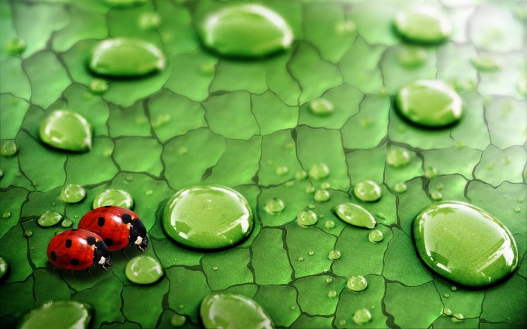 Пейзаж лоза фото