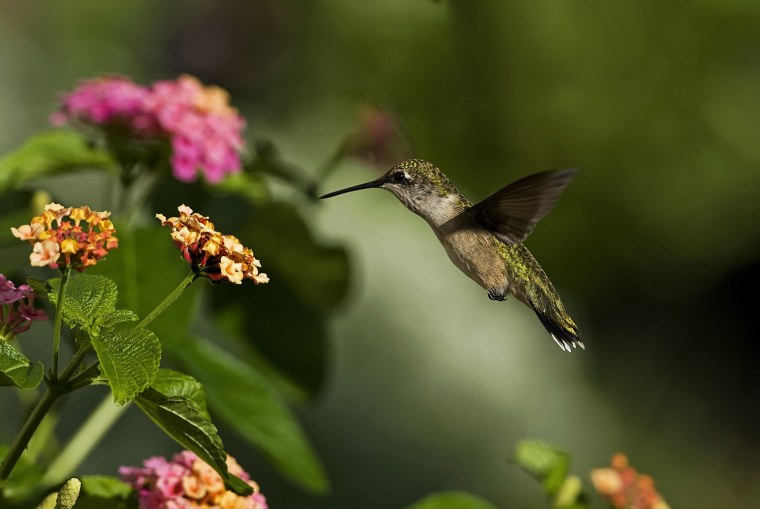 Бенджаминов Колибри