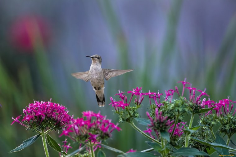 Цветы и птицы