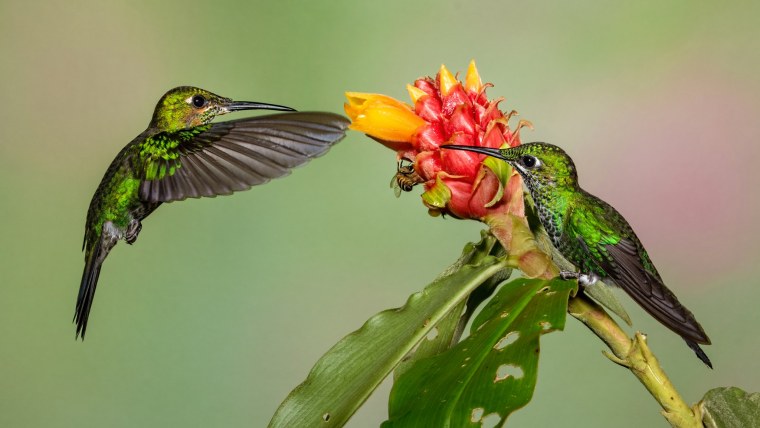 Изумрудный Колибри