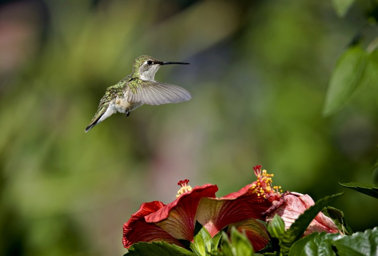 Фон птички на ветках