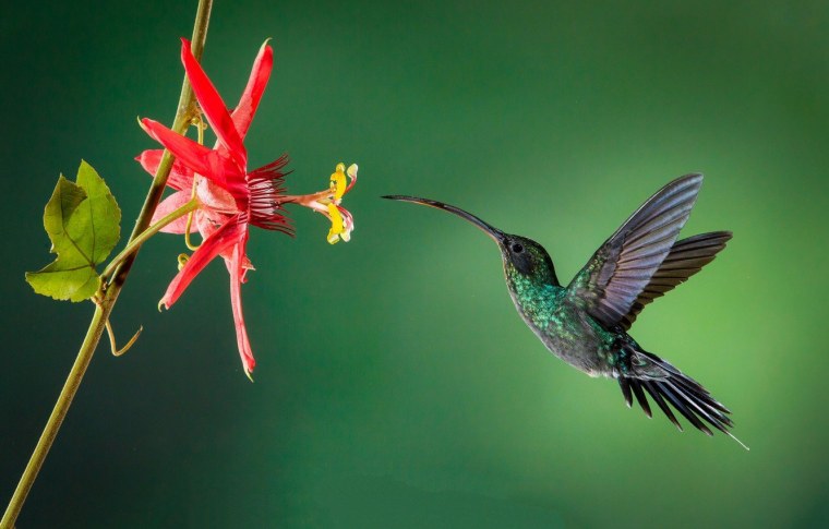 Колибри Карел Мартенс