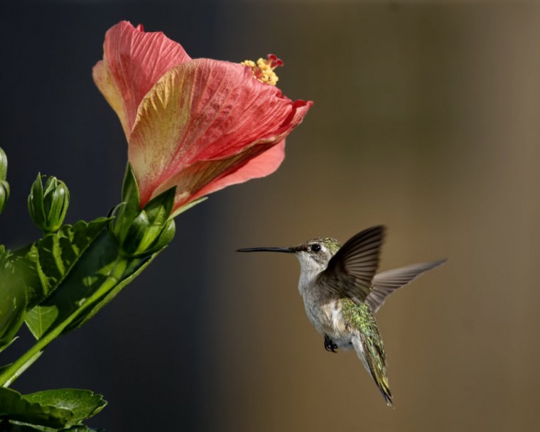 Тропические птицы Колибри