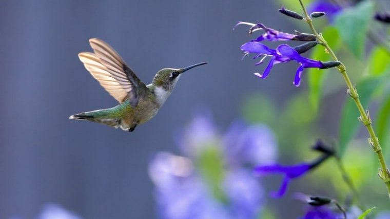 Тропические птицы Колибри