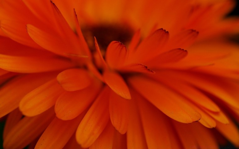 Оранжевые обои