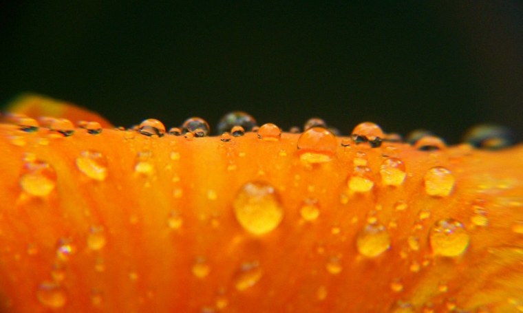 Цветы ярко оранжевого цвета