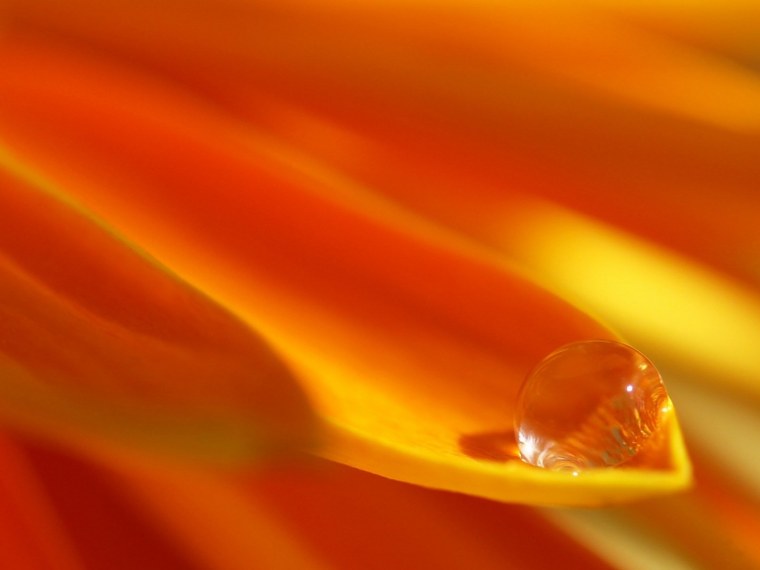 Померанец цвета оранж