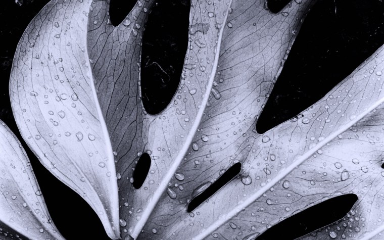 Айфон на белом фоне