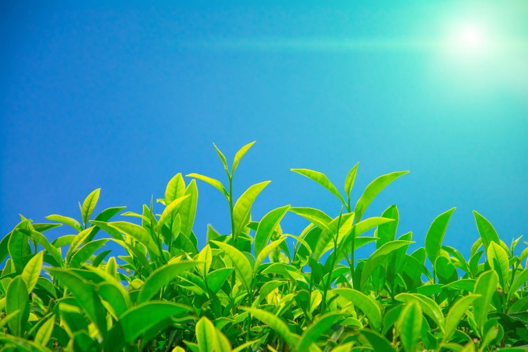 Греен Теа чай