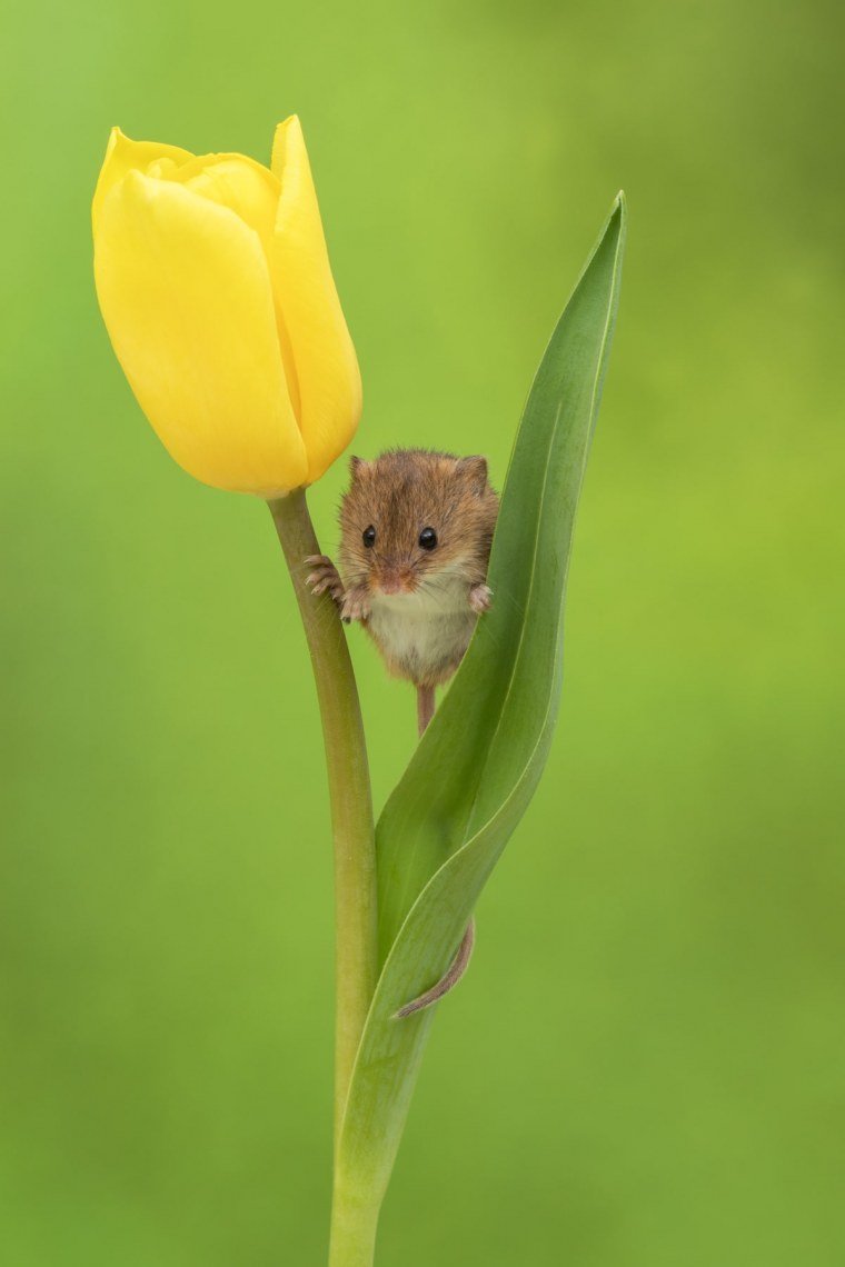 Медвежонок с цветами
