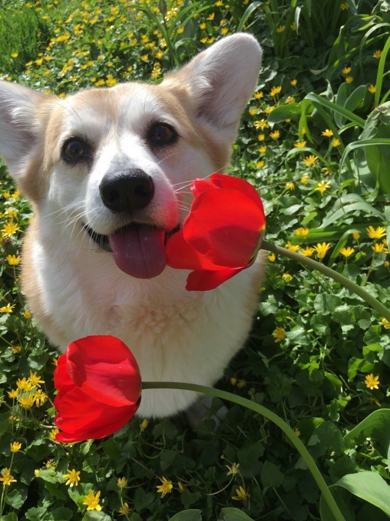 Анимированные Стикеры цветы