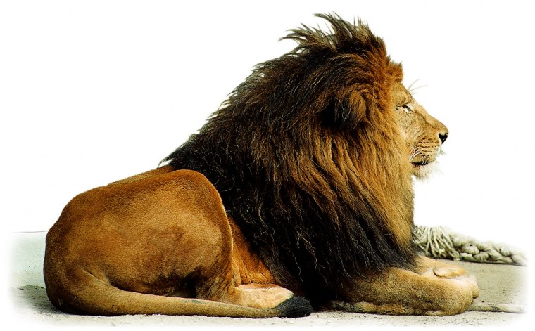 Голова Льва в круге