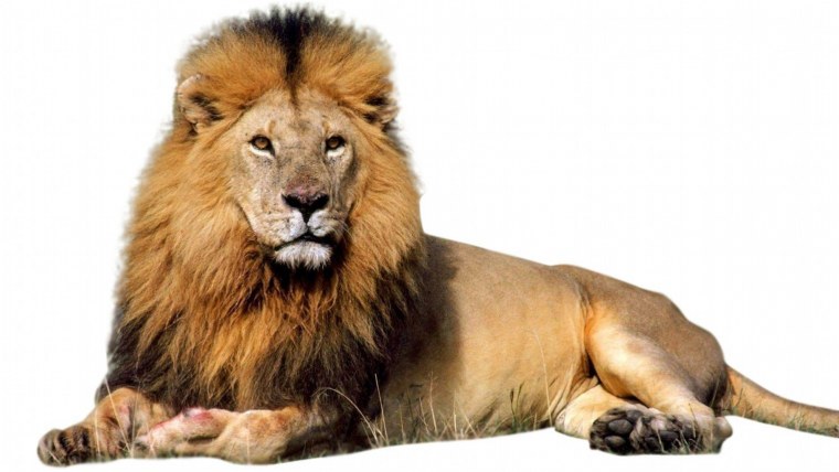 Голова Льва из пенопласта