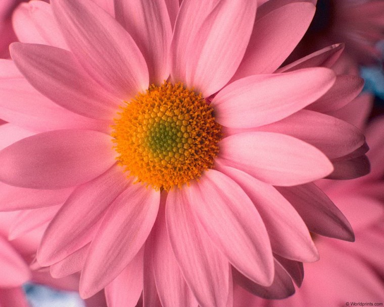 Цветок вместо юбки