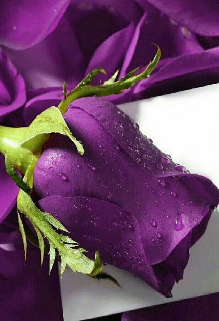 Роза Блю вельвет