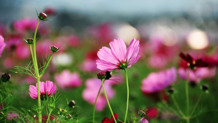 Космея Луговая