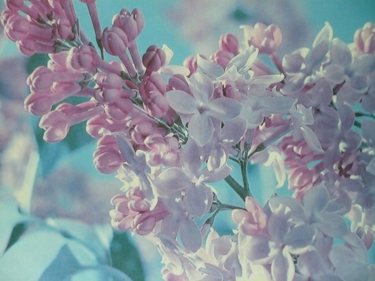 Художник Ольга Дарчук море