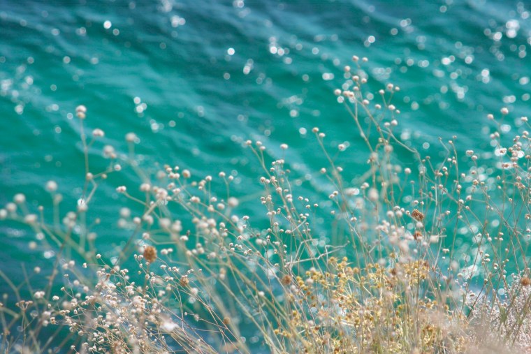 Сирень Калифорния Роуз