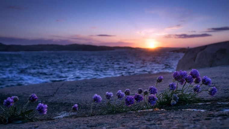 Багульник море Владивосток