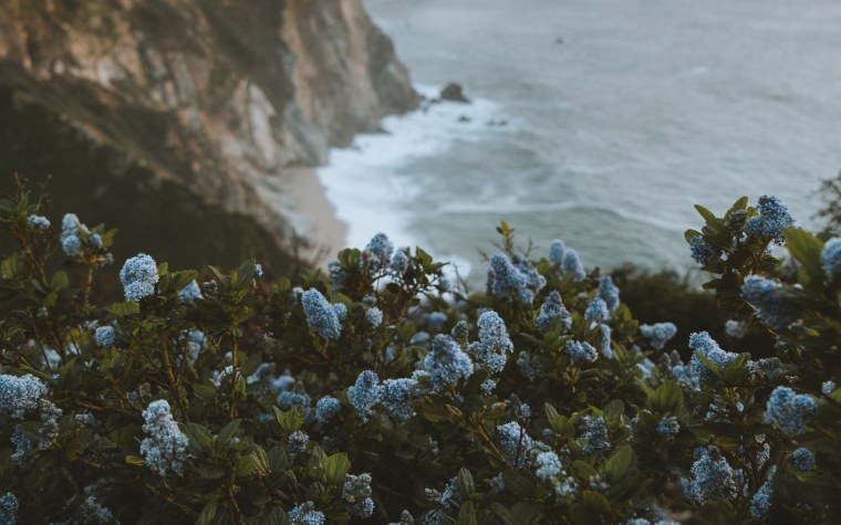 Гортензия Тиффани Пурпл