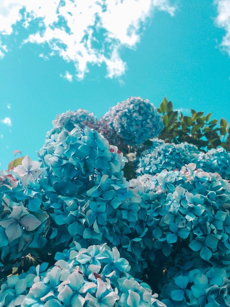 Королевская сирень