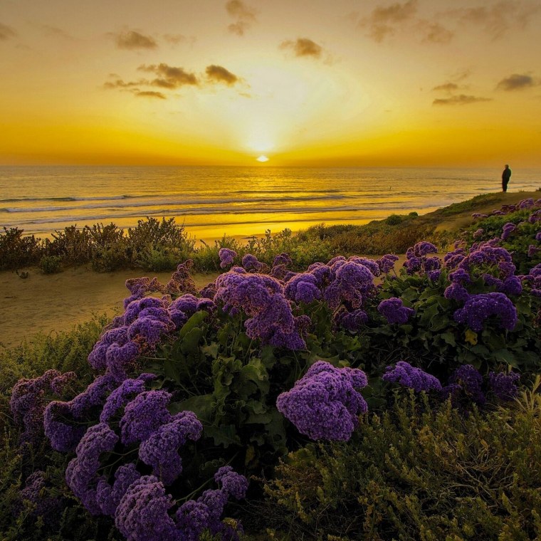 Пастельный фиолетовый