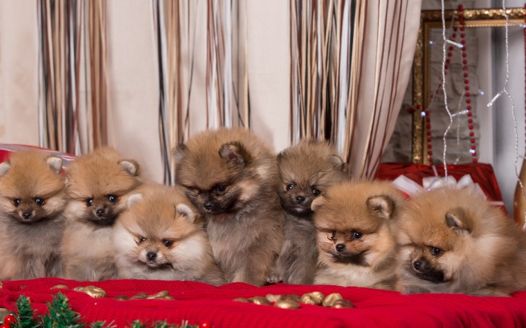 Шпиц померанский морда