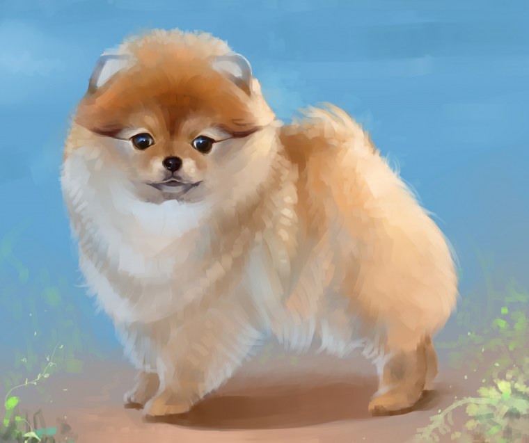 Померанский шпиц Детеныши