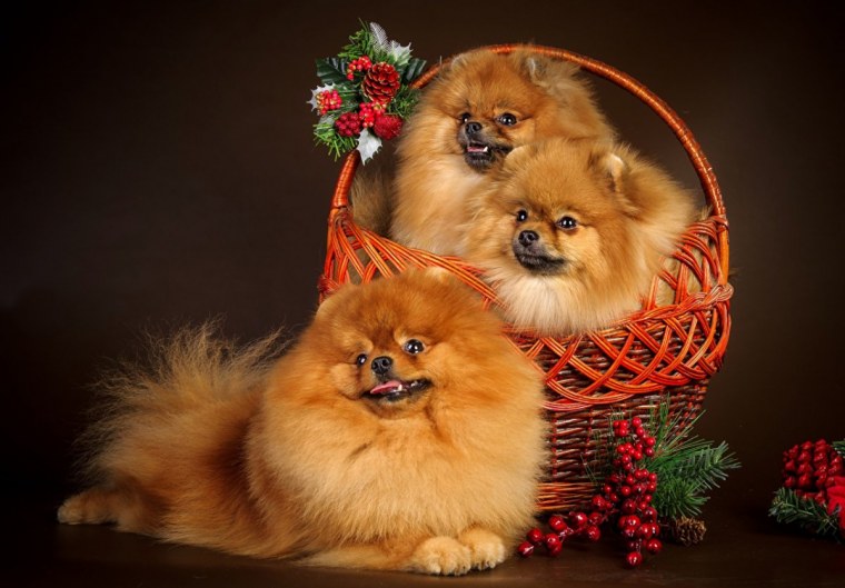 Померанский шпиц