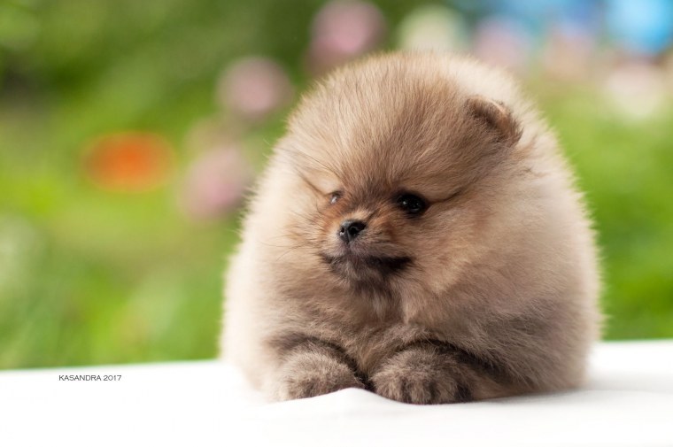 Померанский шпиц