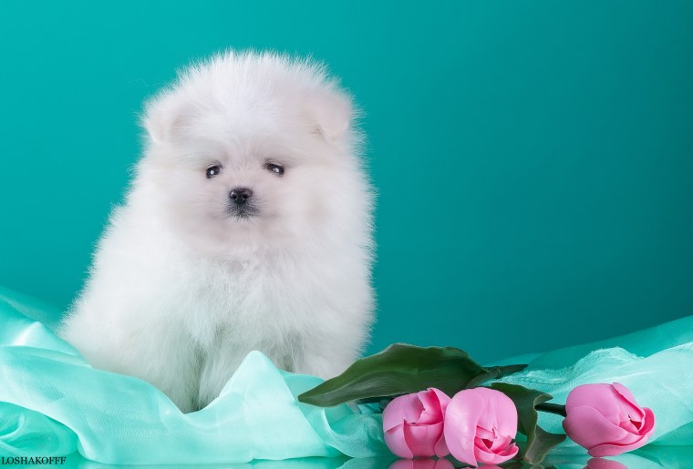 Немецкий шпиц