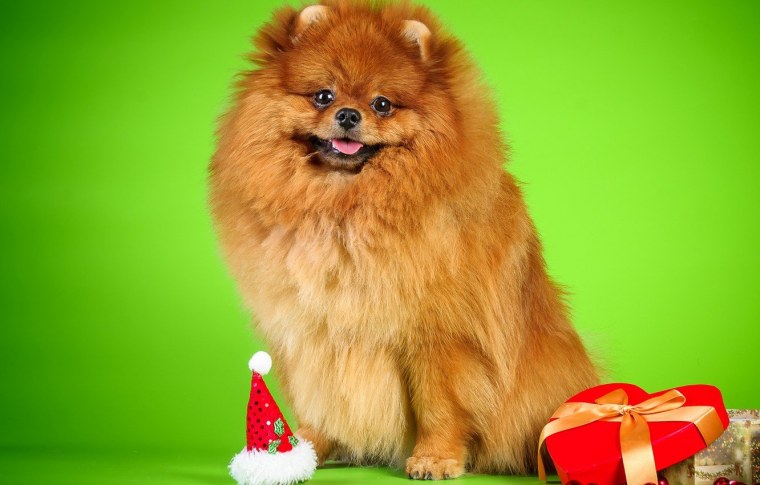 Померанский шпиц Весна